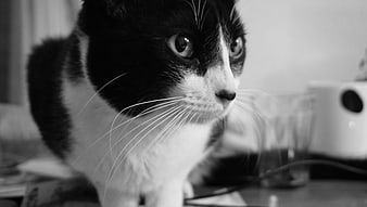 Close-up black and white portrait of a tuxedo cat