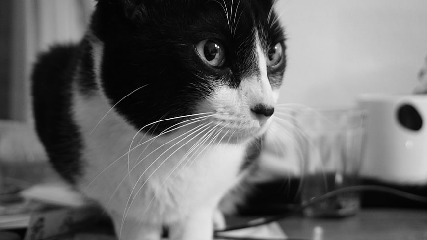 Close-up black and white portrait of a tuxedo cat