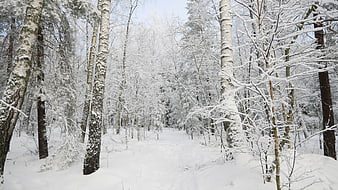 Snowy Winter Forest Path with Birch Trees