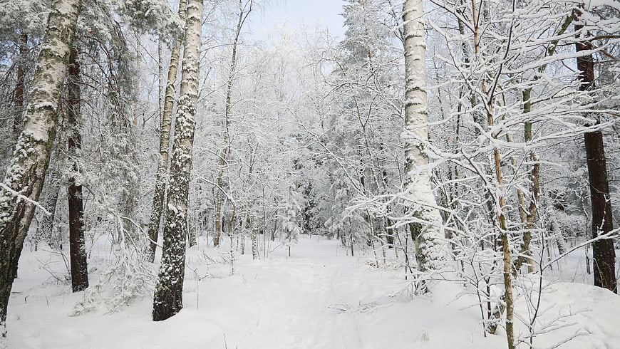Snowy Winter Forest Path with Birch Trees