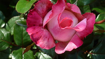 Close-up of a vibrant pink rose bloom in a garden