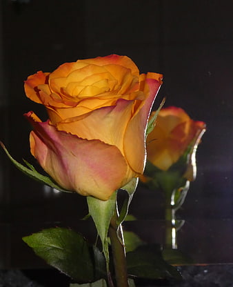 Vibrant Orange and Yellow Rose with Reflection