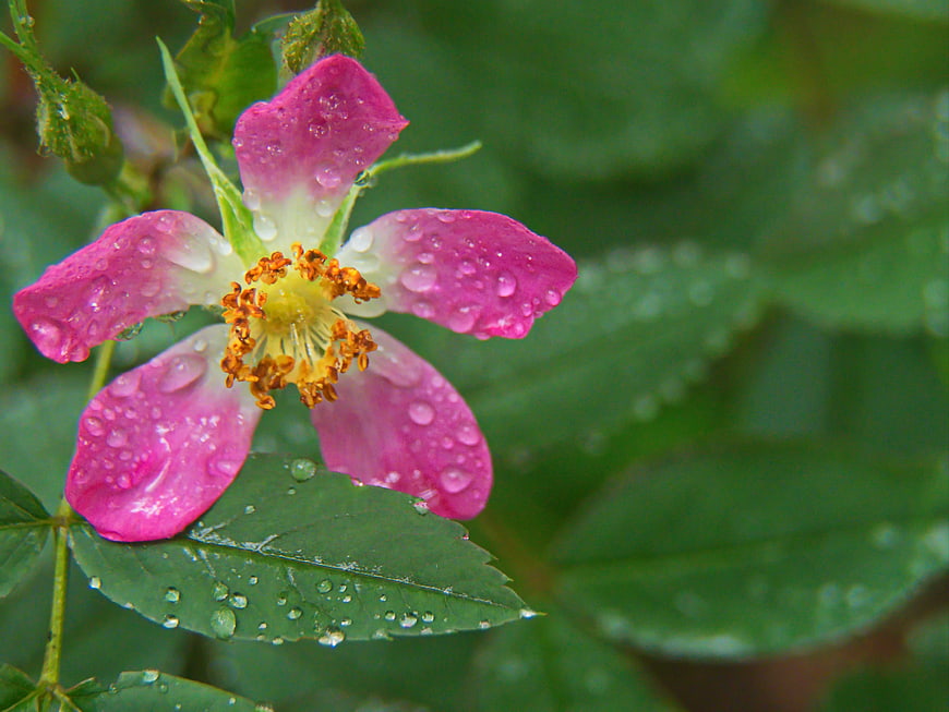 Pink Wild Rose with Raindrops on Green Leaves