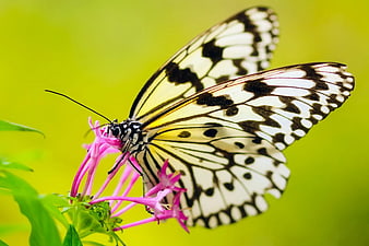 Close-up of Black and White Butterfly on Pink Flower
