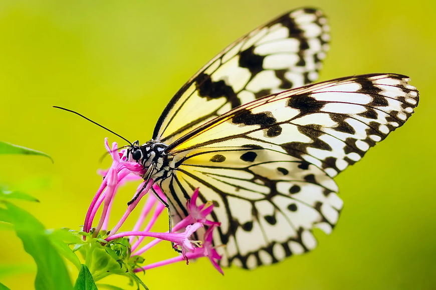 Close-up of Black and White Butterfly on Pink Flower
