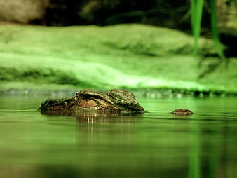 Close-up of Crocodile Eye and Snout in Green Water