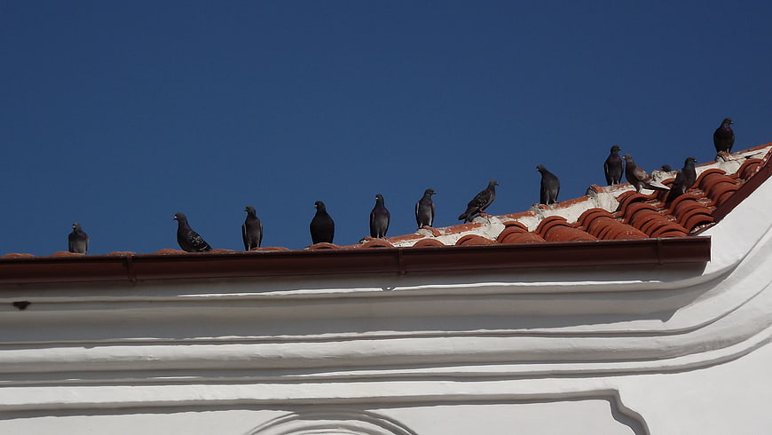 Pigeons perched on a terracotta tiled roof against a blue sky