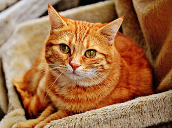 Close-up of Orange Tabby Cat Resting on Sofa