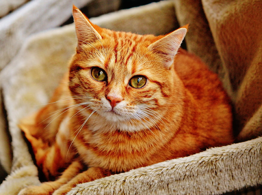 Close-up of Orange Tabby Cat Resting on Sofa