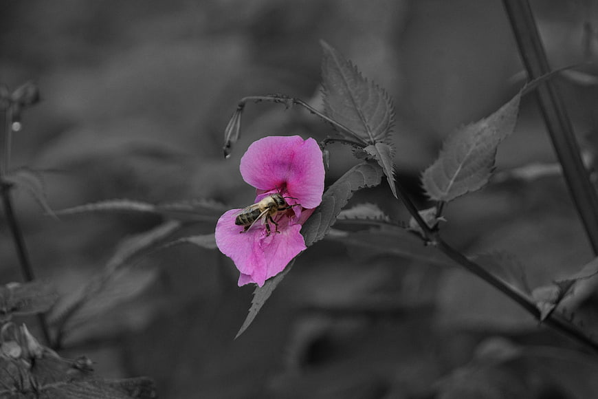 Pink flower with bee on grayscale background