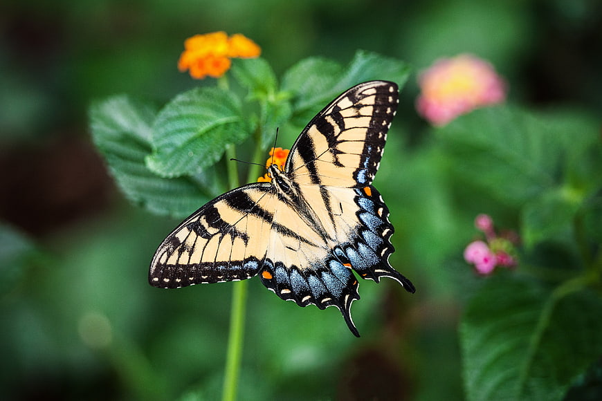 Eastern Tiger Swallowtail Butterfly on Lantana Flower