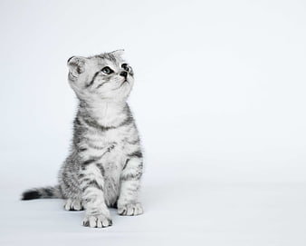 Cute Scottish Fold Kitten Sitting on White Background