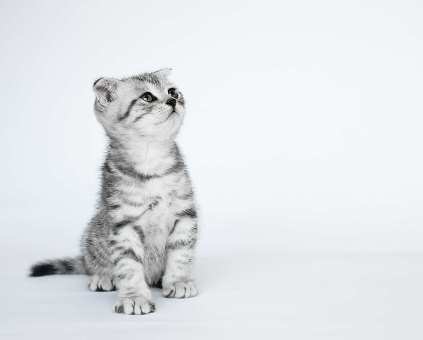 Cute Scottish Fold Kitten Sitting on White Background