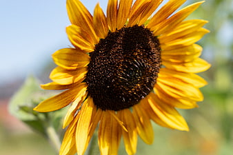 Close-up of a vibrant yellow sunflower in a field