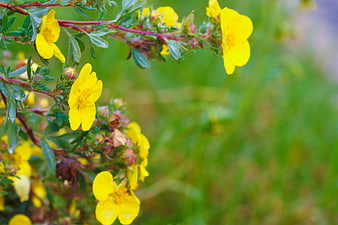 Close-up of bright yellow wildflowers with green blurred background