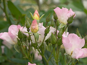 Close-up of pink and white rose blossoms with buds