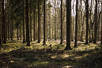 Sunlit Forest Path with Tall Trees and Mossy Ground