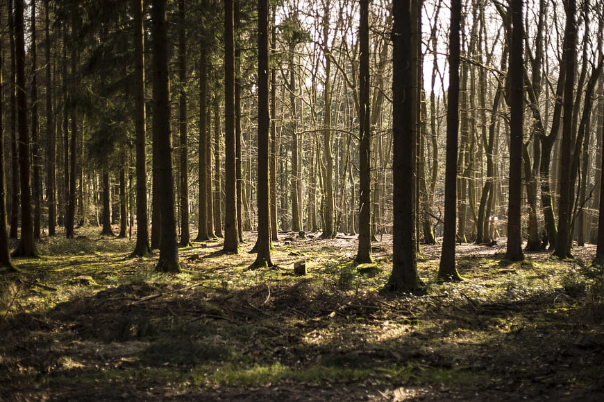 Sunlit Forest Path with Tall Trees and Mossy Ground