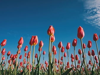 Red Tulips Blooming Against Blue Sky
