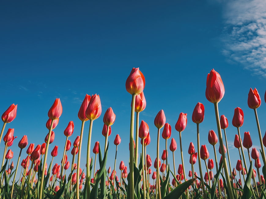 Red Tulips Blooming Against Blue Sky