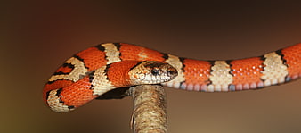 Close-up of a colorful milk snake on a branch