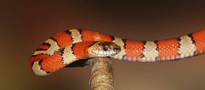 Close-up of a colorful milk snake on a branch