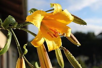 Yellow lily flower with water droplets in sunlight