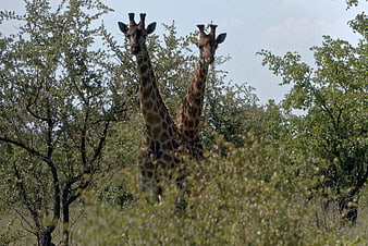 Two Giraffes Standing in African Bush Landscape