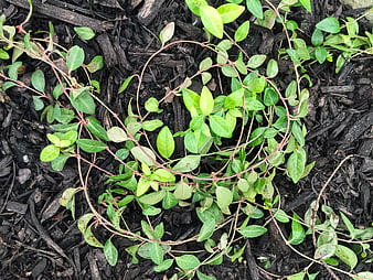 Top View of Green Vine Plant Growing on Dark Mulch