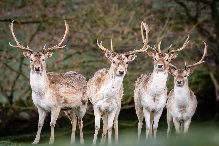 Herd of Fallow Deer Bucks Standing in Meadow