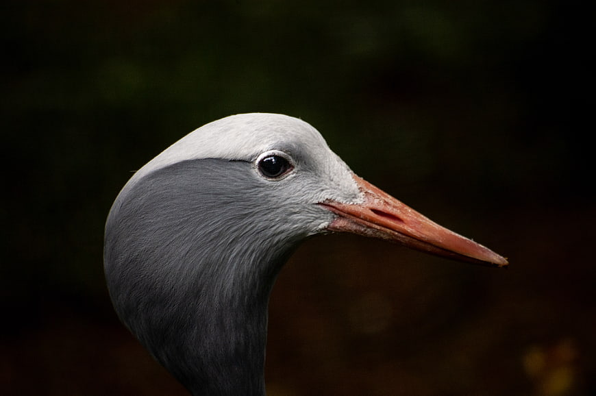 Close-up portrait of a grey heron head with sharp beak