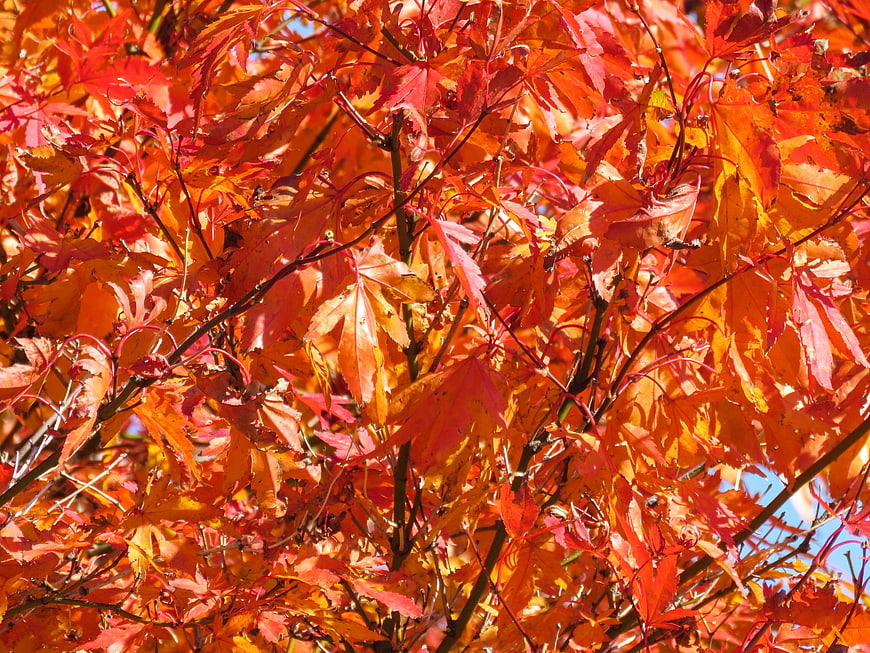 Vibrant Red and Orange Autumn Maple Leaves Close Up