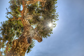 Low angle view of old tree trunk against blue sky with sun flare