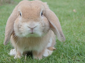 Cute lop-eared rabbit sitting on green grass
