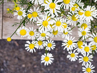 Top View of White and Yellow Chamomile Flowers on Wooden Surface