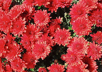 Vibrant Red Chrysanthemums in Full Bloom
