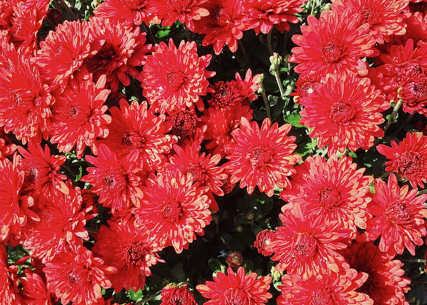 Vibrant Red Chrysanthemums in Full Bloom
