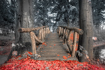 Rustic wooden bridge in forest with red autumn leaves