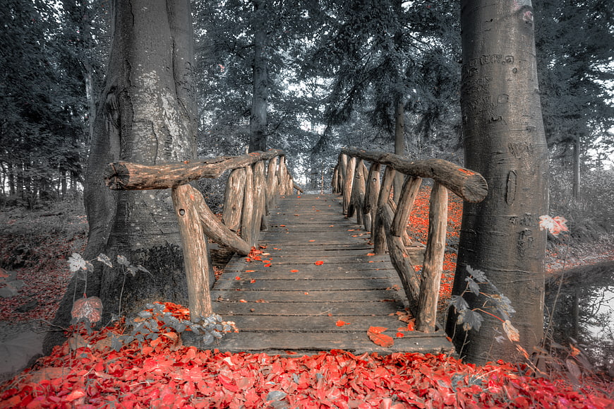 Rustic wooden bridge in forest with red autumn leaves