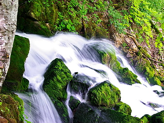 Mossy rocks and flowing water in a lush green forest stream