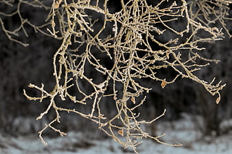 Frosted Tree Branches in Winter Landscape