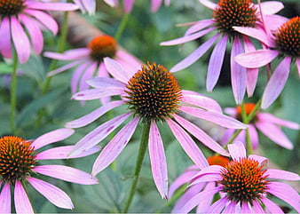 Close-up of purple coneflowers in a garden