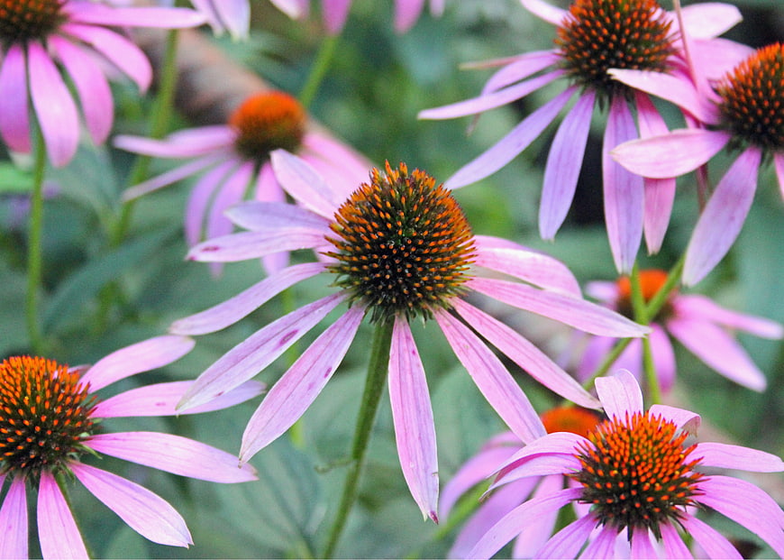 Close-up of purple coneflowers in a garden