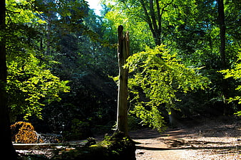 Sunbeams illuminating a mossy tree stump in a lush green forest