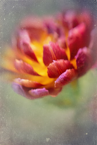 Vintage Red and Yellow Tulip Close-Up with Film Grain Texture