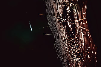 Macro Spiderweb With Dew Drops And Bokeh Lights