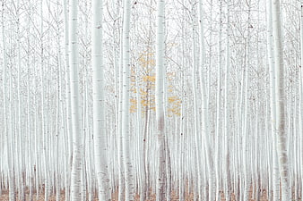 Winter Aspen Grove With Single Yellow Tree
