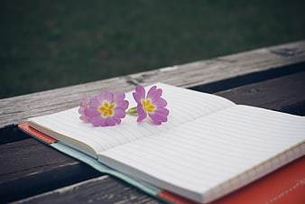 Pink flowers on open notebook on wooden bench
