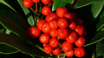 Close-up of vibrant red berries on a green shrub