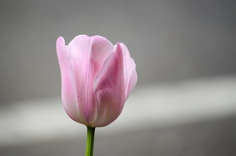 Close-up of a delicate pink tulip flower on a gray background